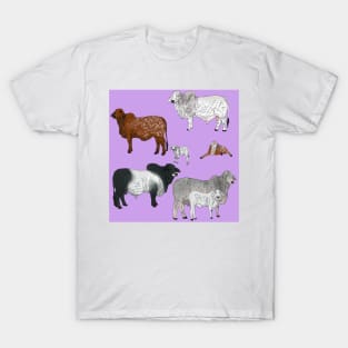 Brahman Cattle Purple T-Shirt